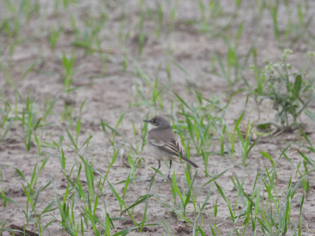 Citrine Wagtail - Lakshminarasimha  Ranganathan