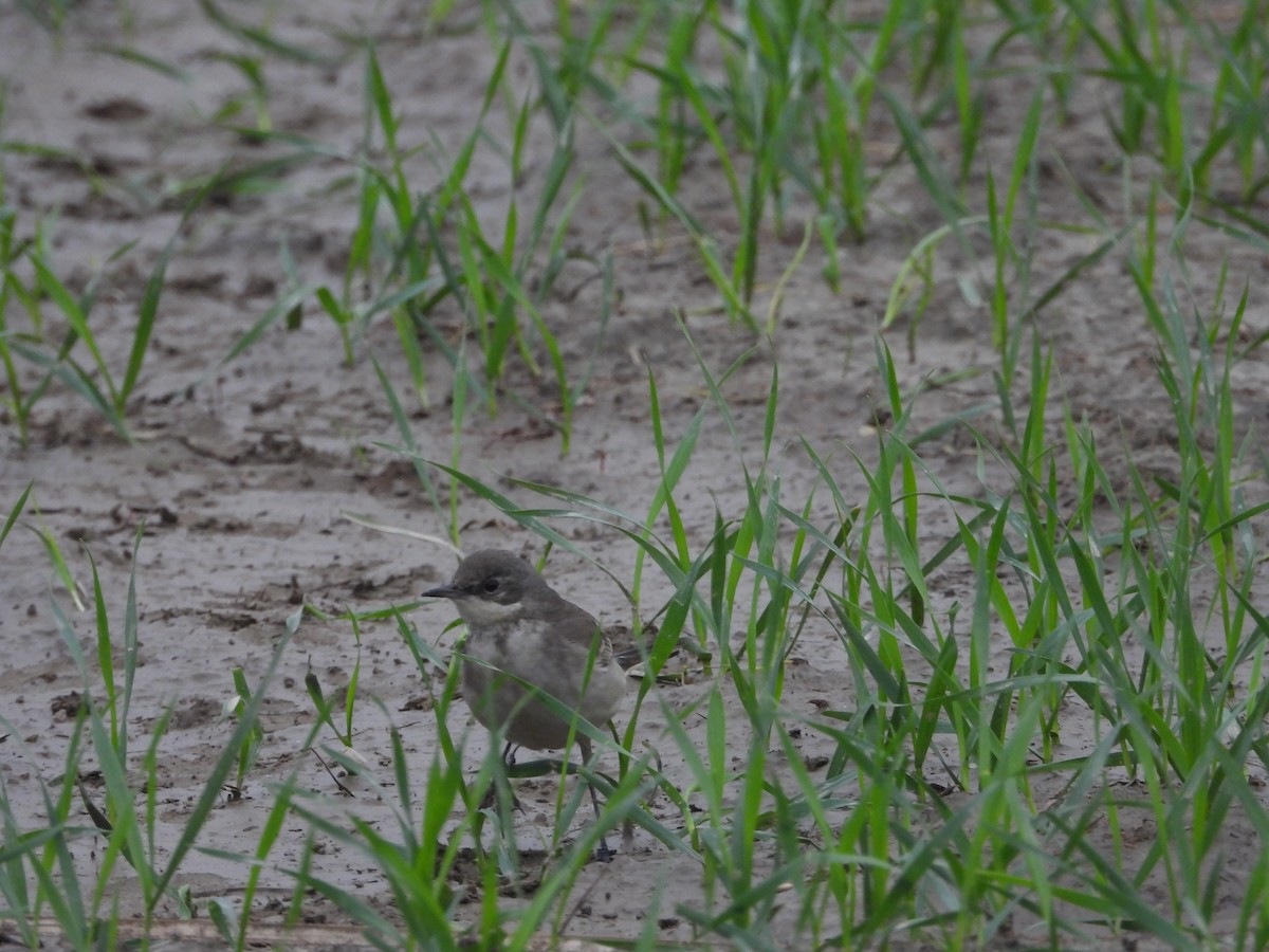 Citrine Wagtail - ML300745801