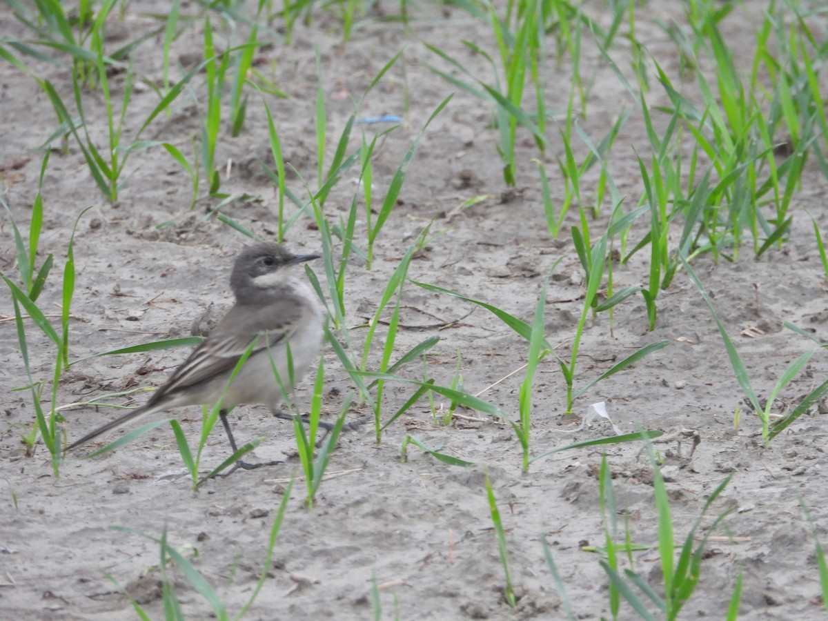 Citrine Wagtail - Lakshminarasimha  Ranganathan