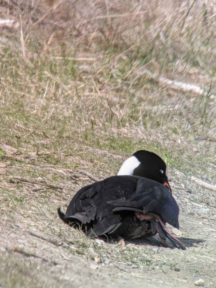 Surf Scoter - ML300746241