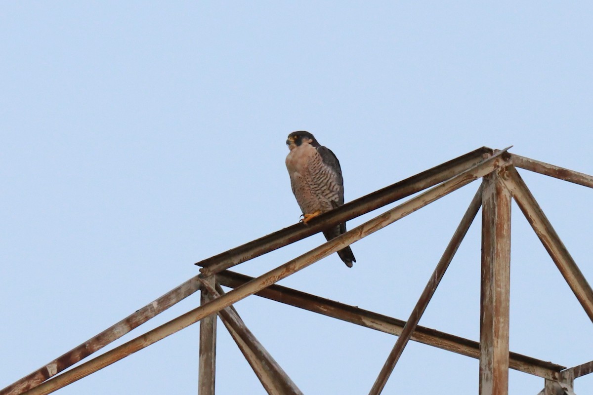 Peregrine Falcon - ML300747431