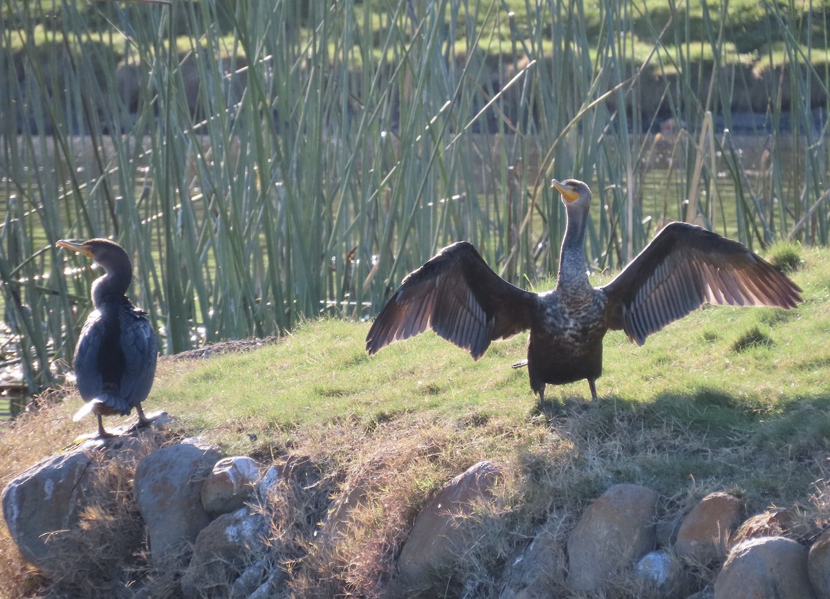 Double-crested Cormorant - ML300749321