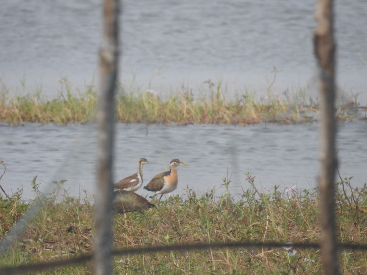 Pheasant-tailed Jacana - ML300750431