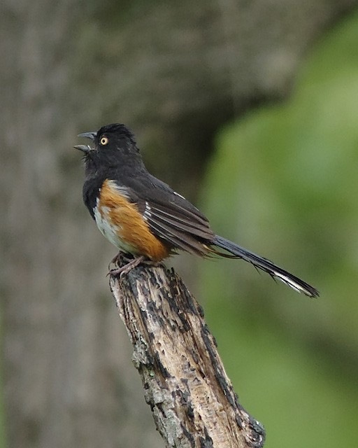 Eastern Towhee - Stephen Mann