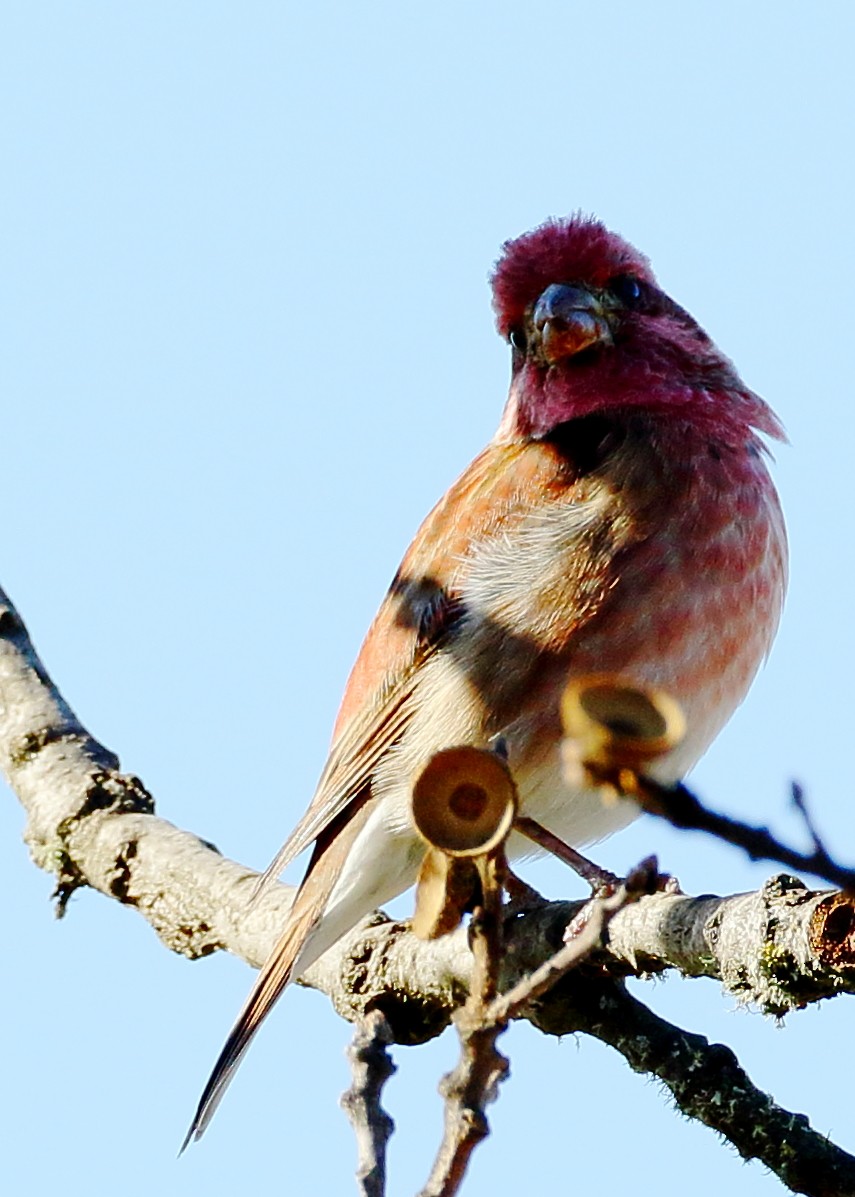 Cassin's Finch - ML300751721