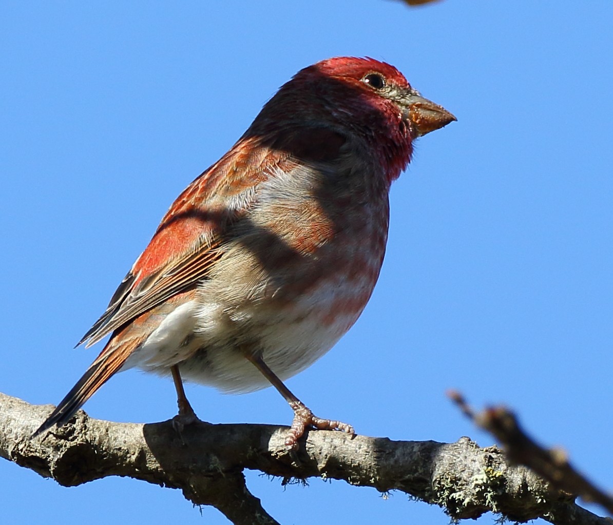 Cassin's Finch - ML300751881