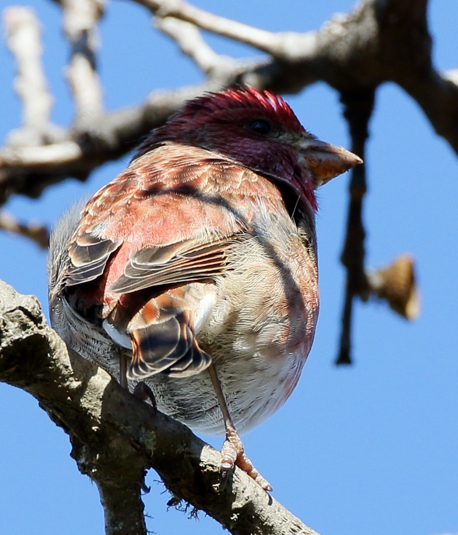 Cassin's Finch - ML300752021