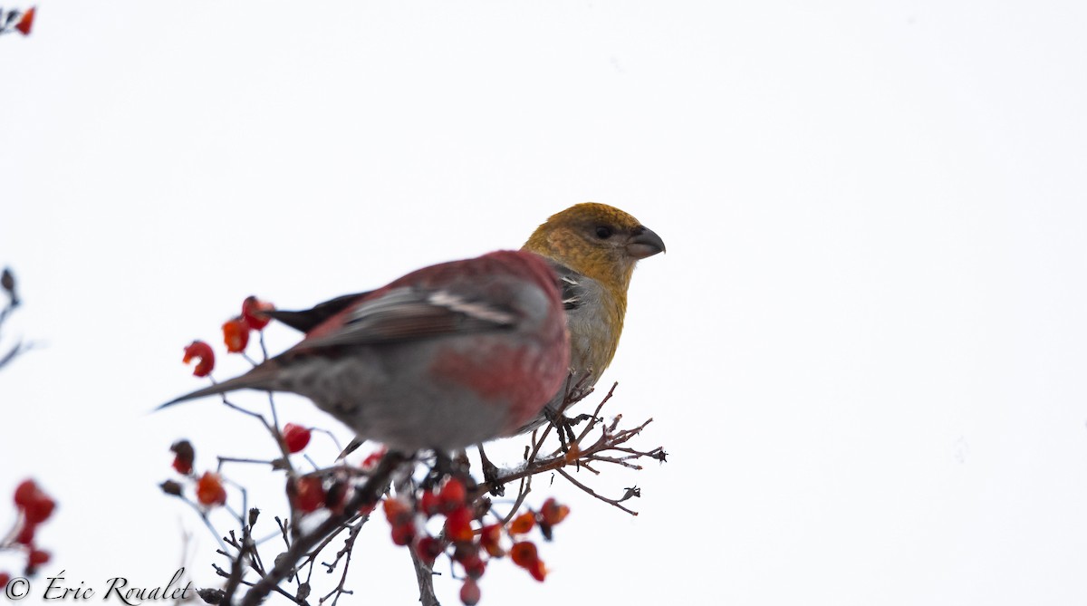 Pine Grosbeak - ML300752051