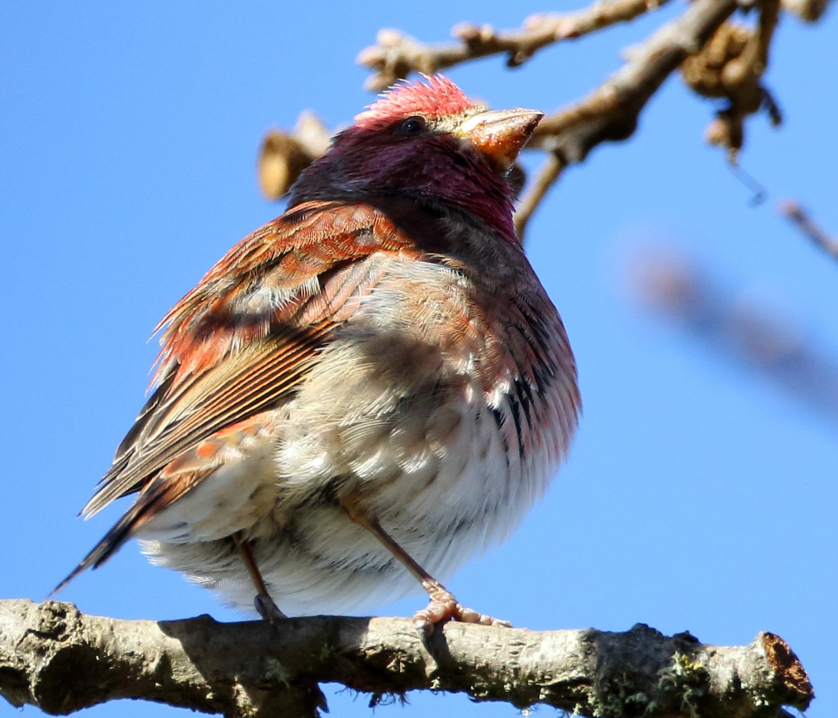 Cassin's Finch - ML300752091