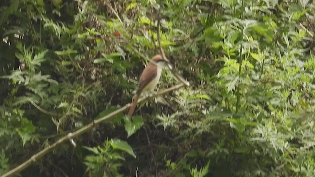 Brown Shrike - ML300752141