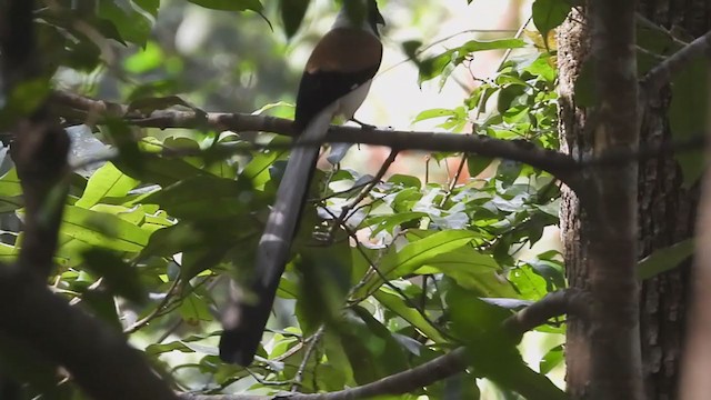 White-bellied Treepie - ML300752571