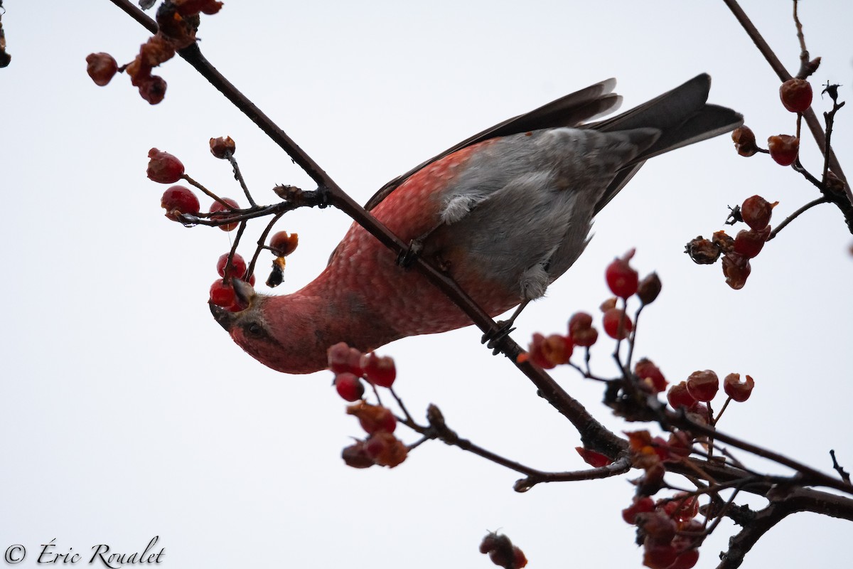 Pine Grosbeak - ML300752711