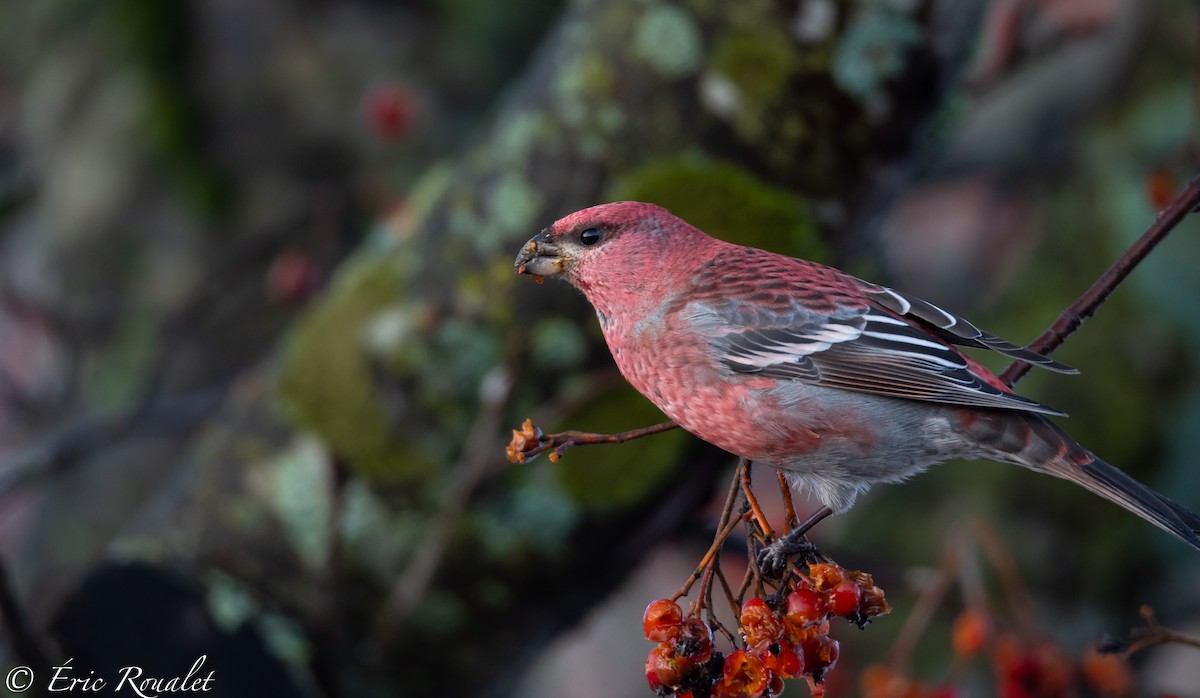 Pine Grosbeak - ML300753201