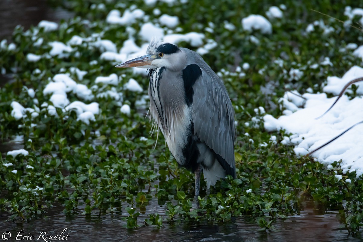 Gray Heron (Gray) - ML300754031