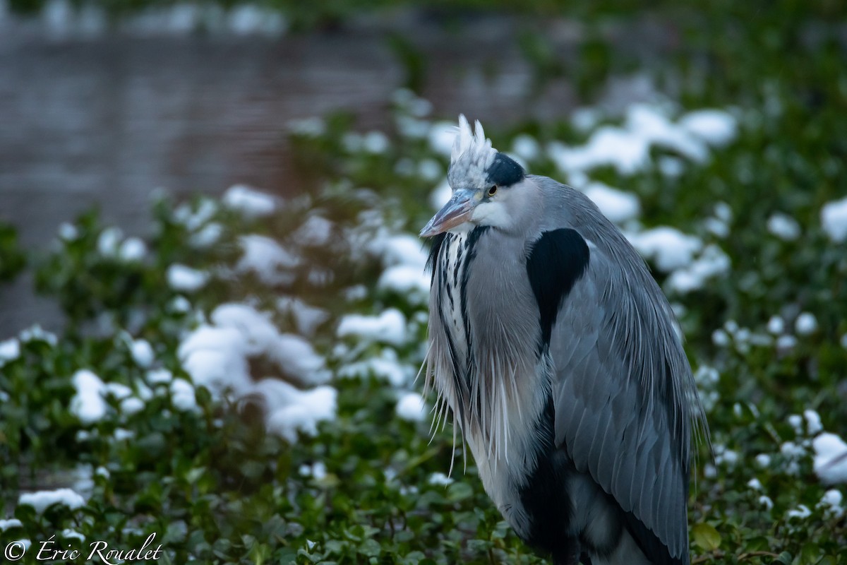 Gray Heron (Gray) - Eric Francois Roualet