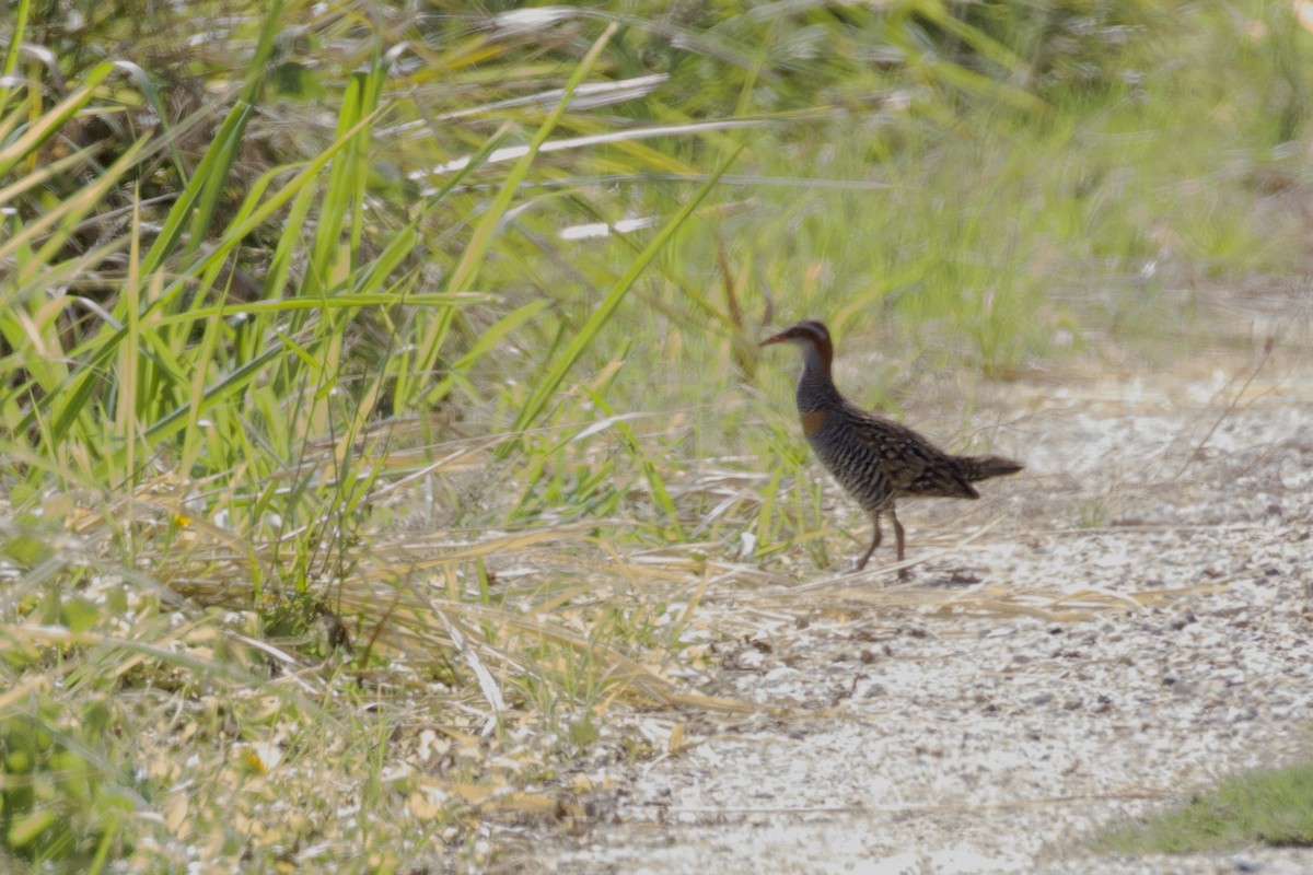 Buff-banded Rail - ML300755031