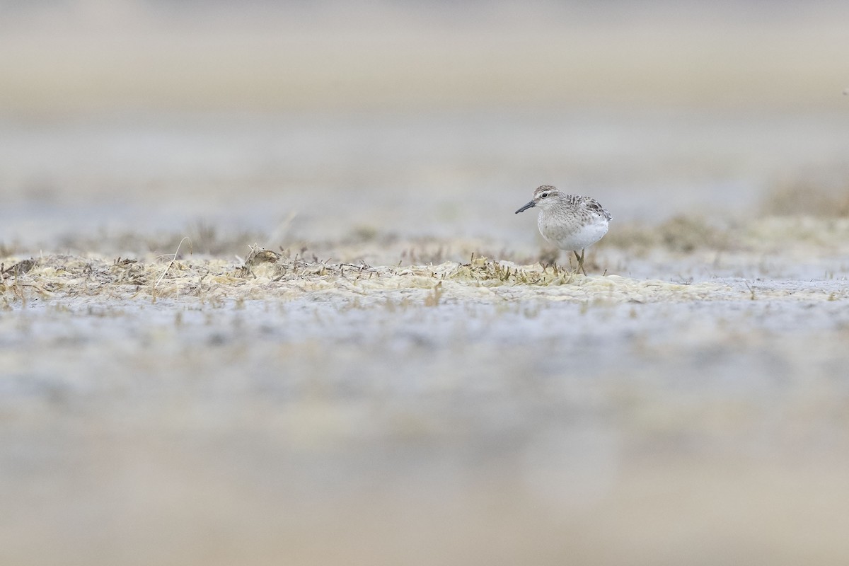 Sharp-tailed Sandpiper - Chris Murray