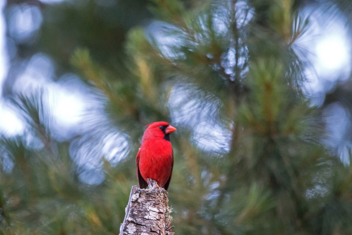 Cardinal rouge - ML300756481