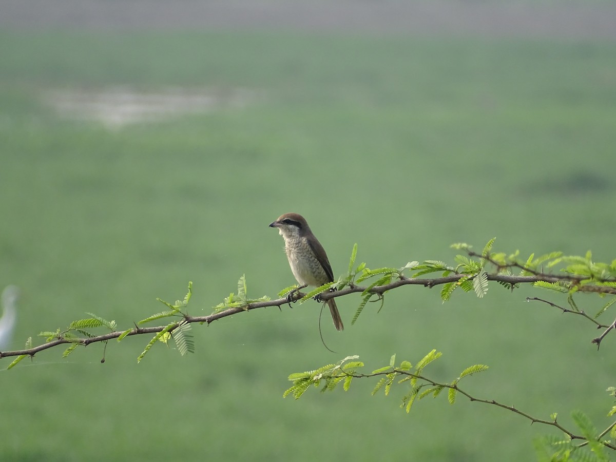 Brown Shrike - ML300756691