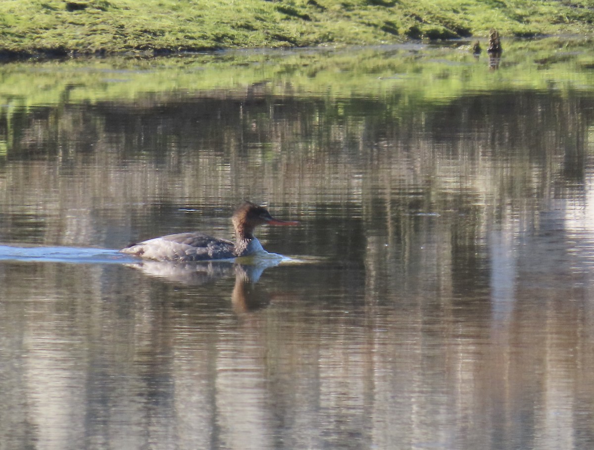 Red-breasted Merganser - ML300756861