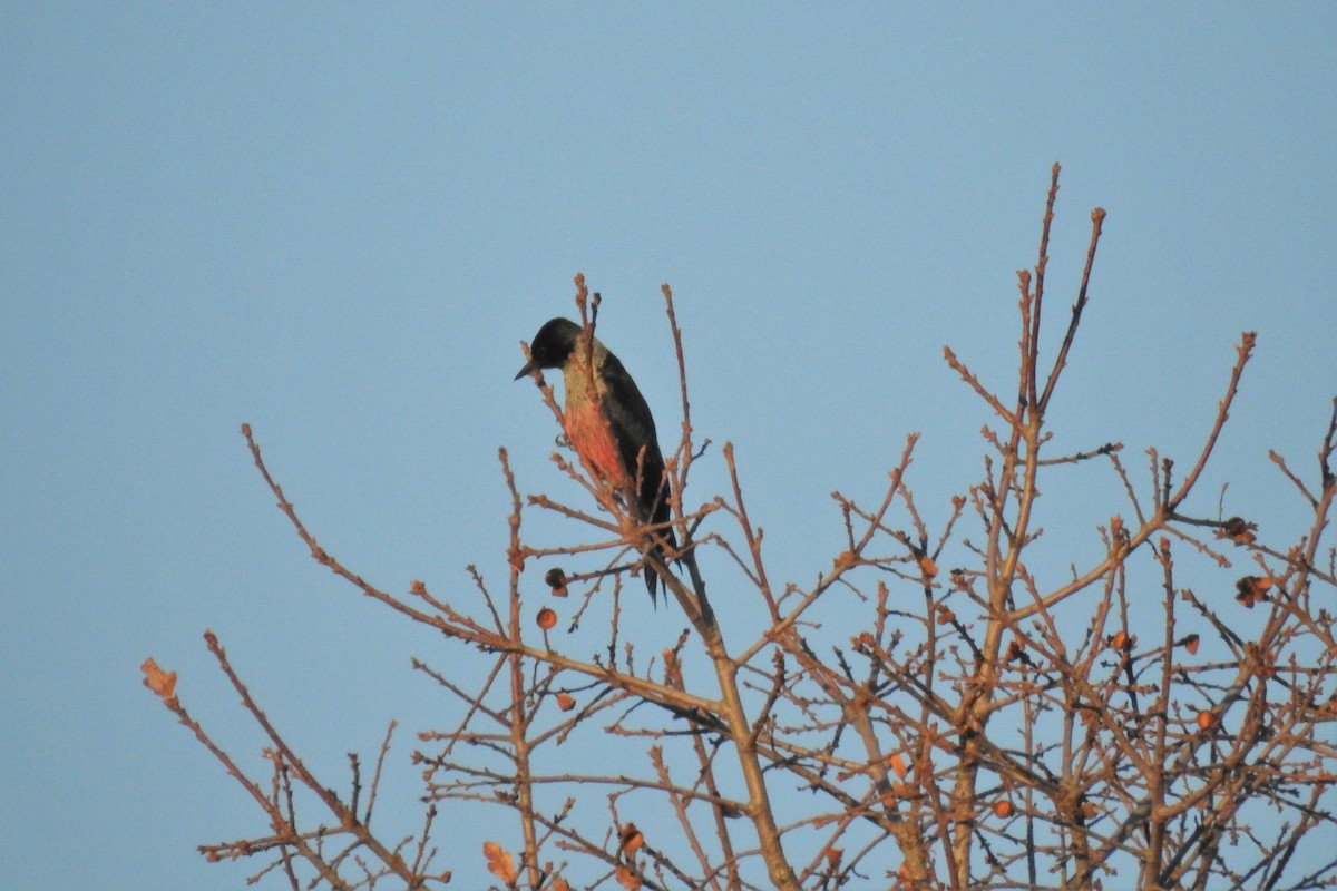 Lewis's Woodpecker - Harold Reeve