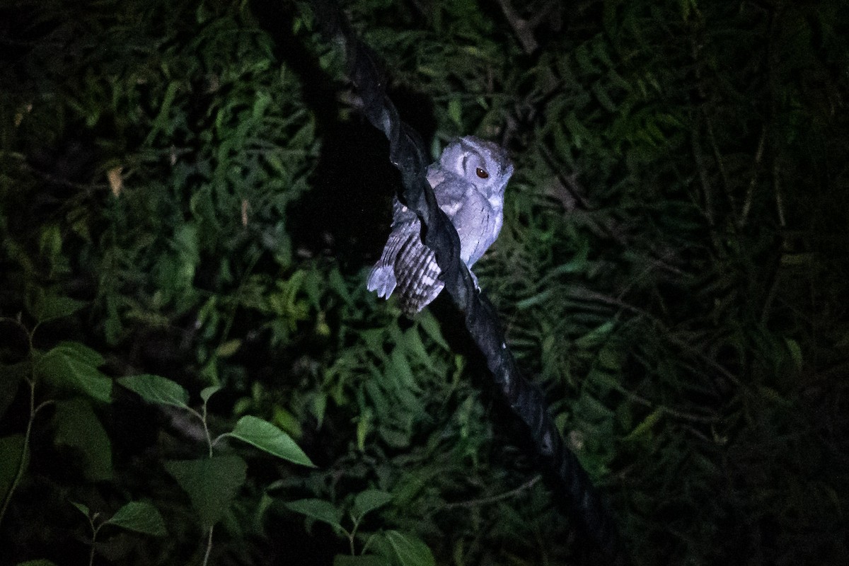 Indian Scops-Owl - ML300758161