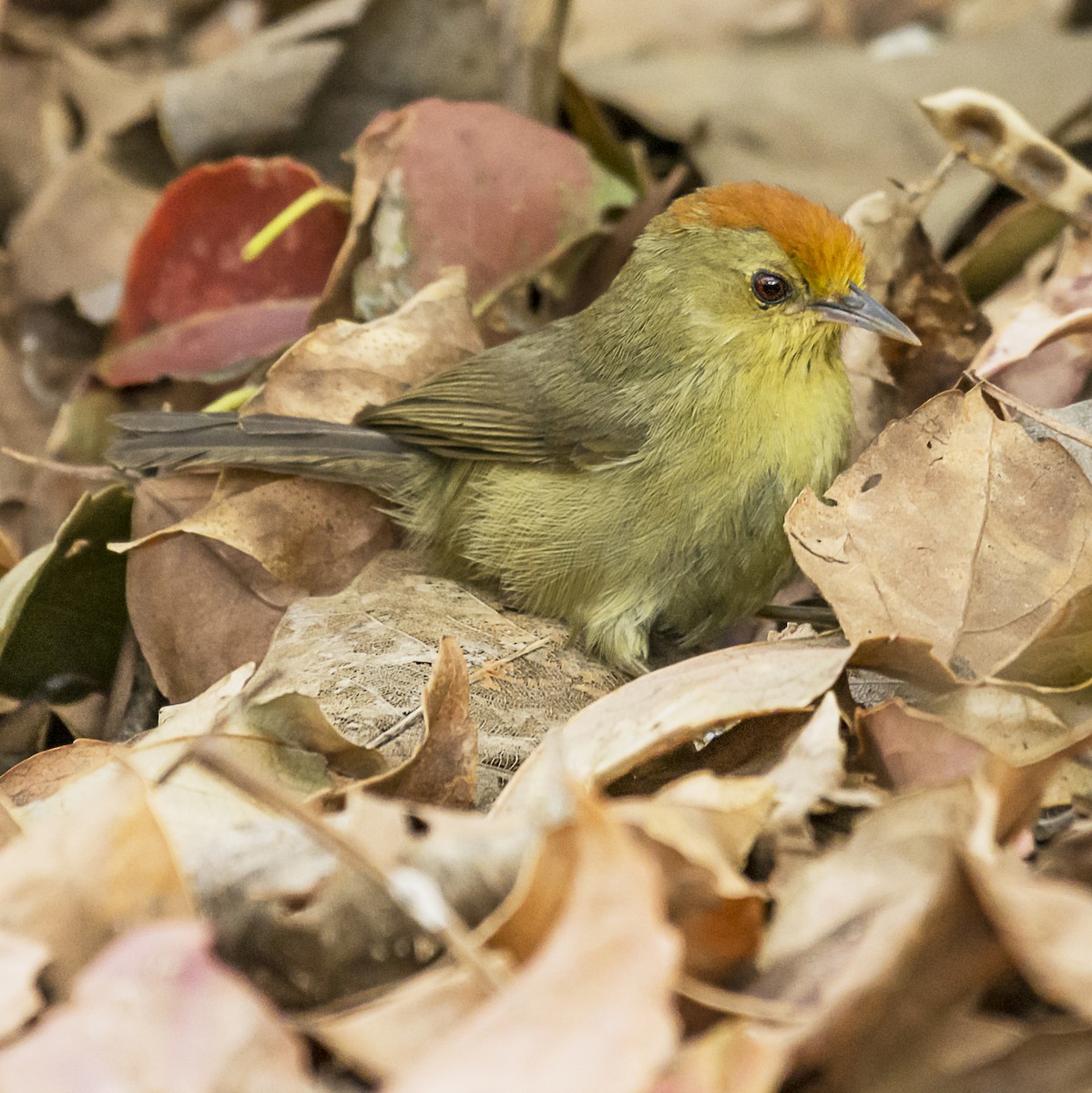 Rufous-capped Babbler - ML300760501