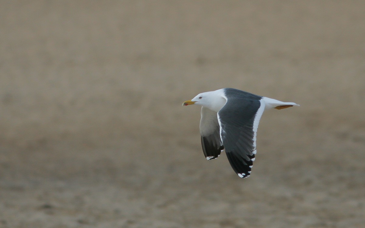 Lesser Black-backed Gull (graellsii) - Uku Paal