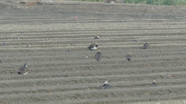 Northern Lapwing - ML300763271