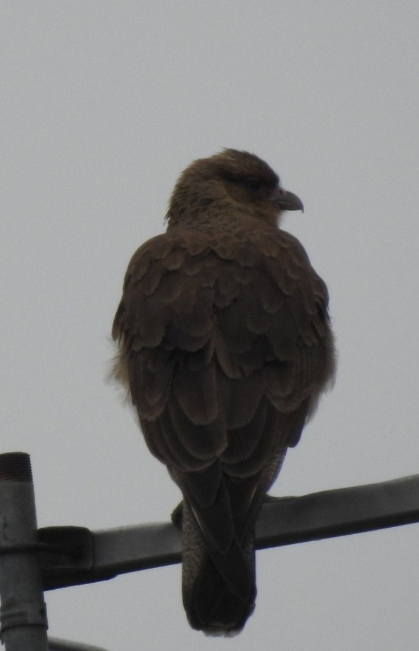 Chimango Caracara - ML300765031