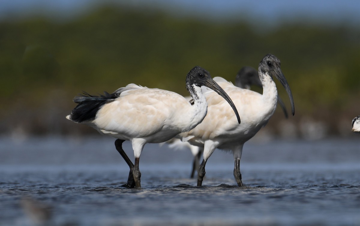 Australian Ibis - Michael Daley