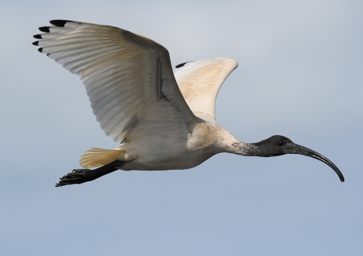 ibis australský - ML300770041