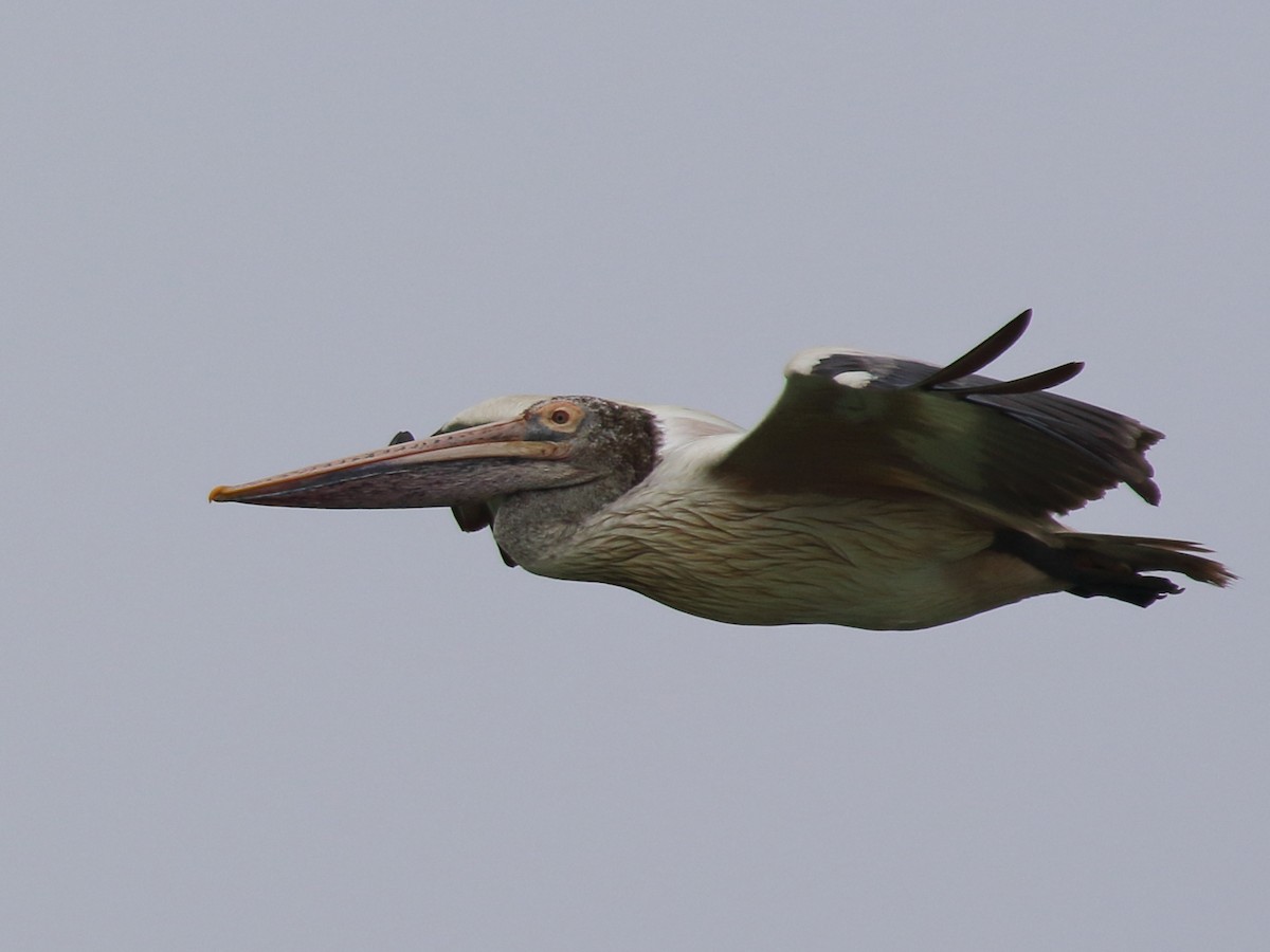 Spot-billed Pelican - Shekar Vishvanath