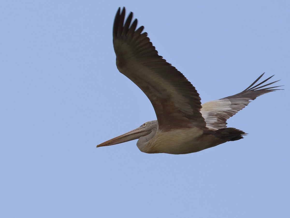 Spot-billed Pelican - Shekar Vishvanath