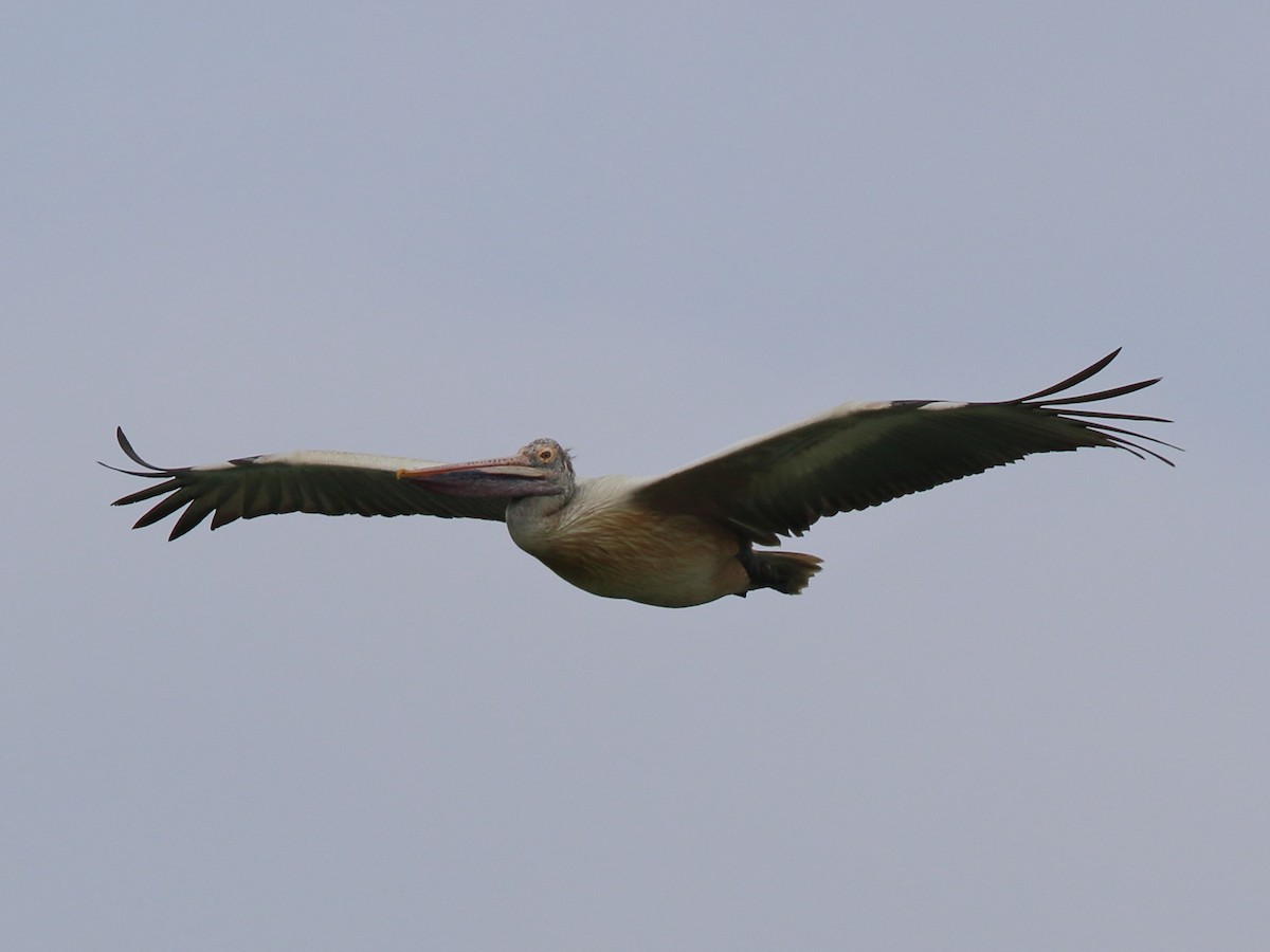 Spot-billed Pelican - Shekar Vishvanath