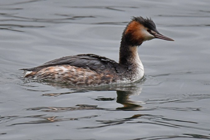 Great Crested Grebe - Guido Bennen