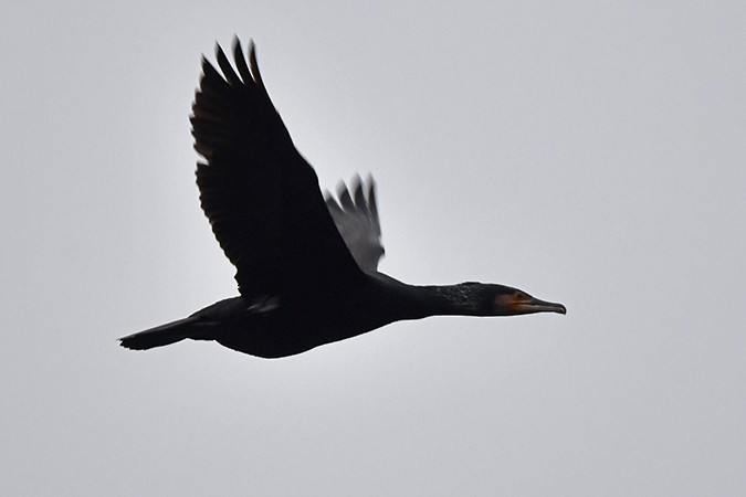 Great Cormorant - ML300772241