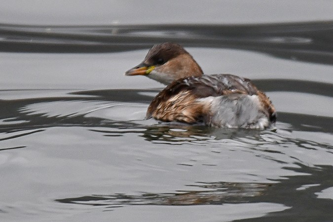 Little Grebe - ML300772861