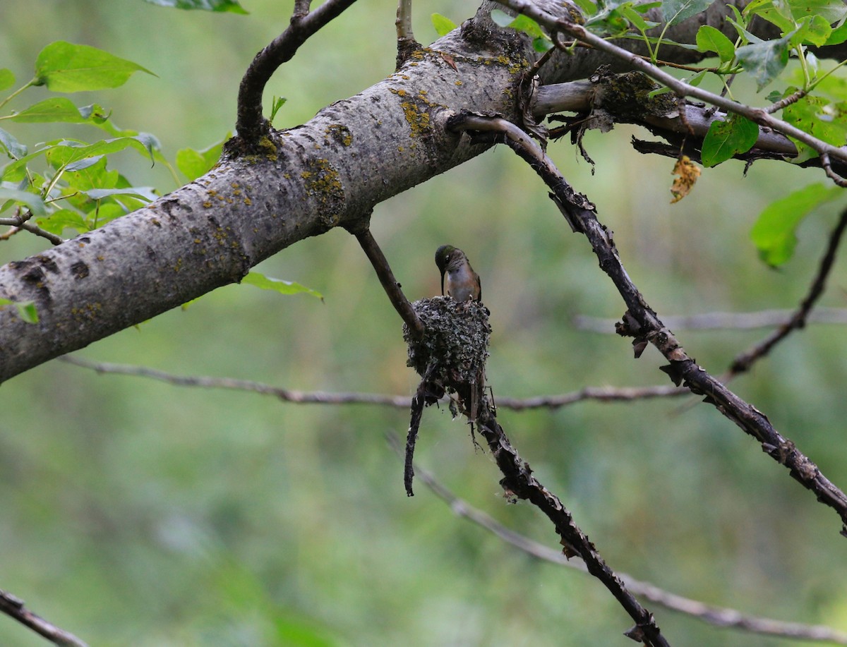Calliope Hummingbird - ML30077361