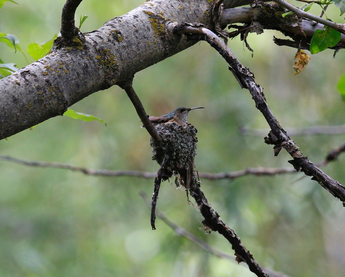 Calliope Hummingbird - ML30077391