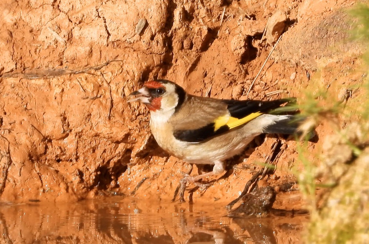 Chardonneret élégant - ML300775701