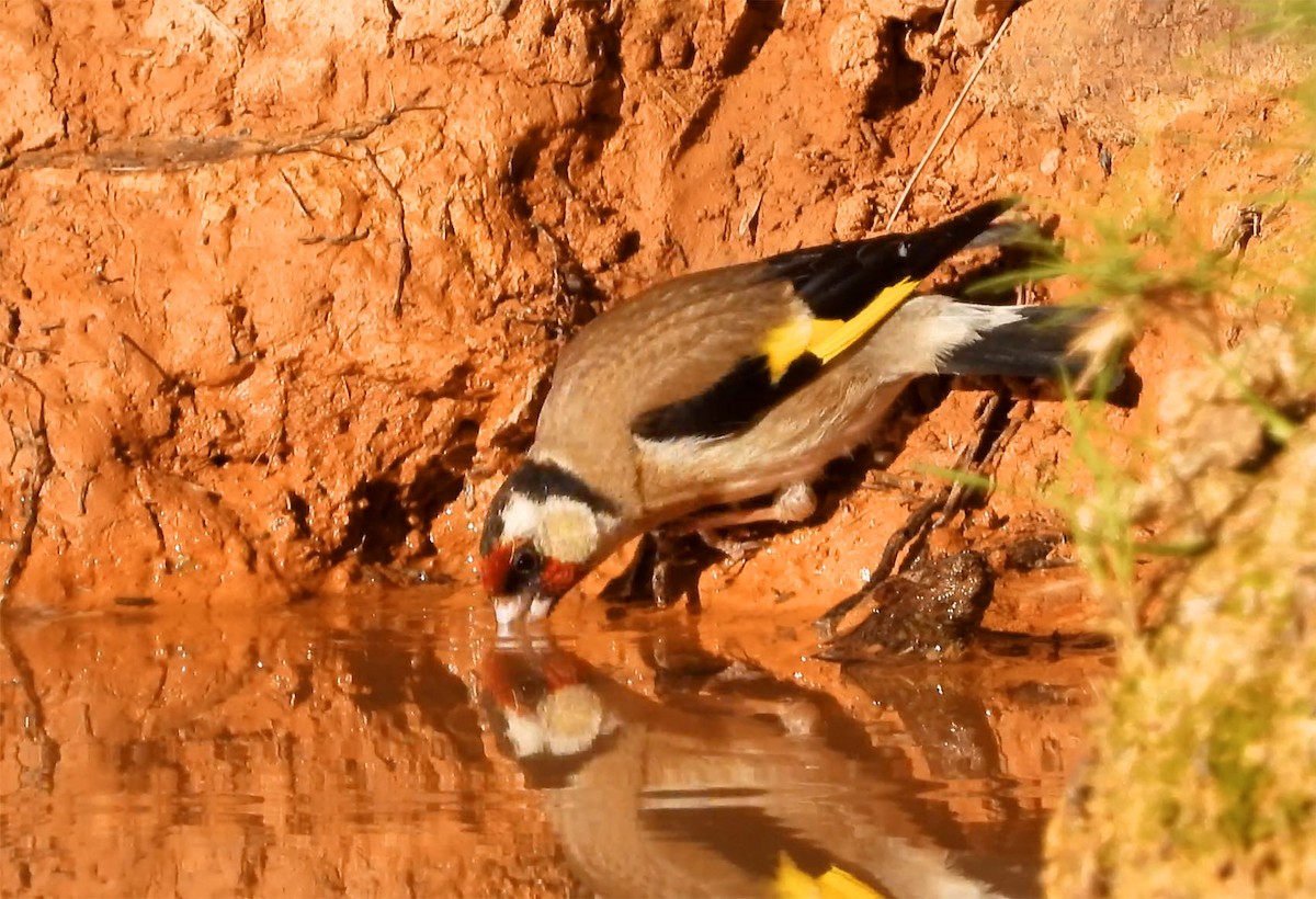 Chardonneret élégant - ML300775741