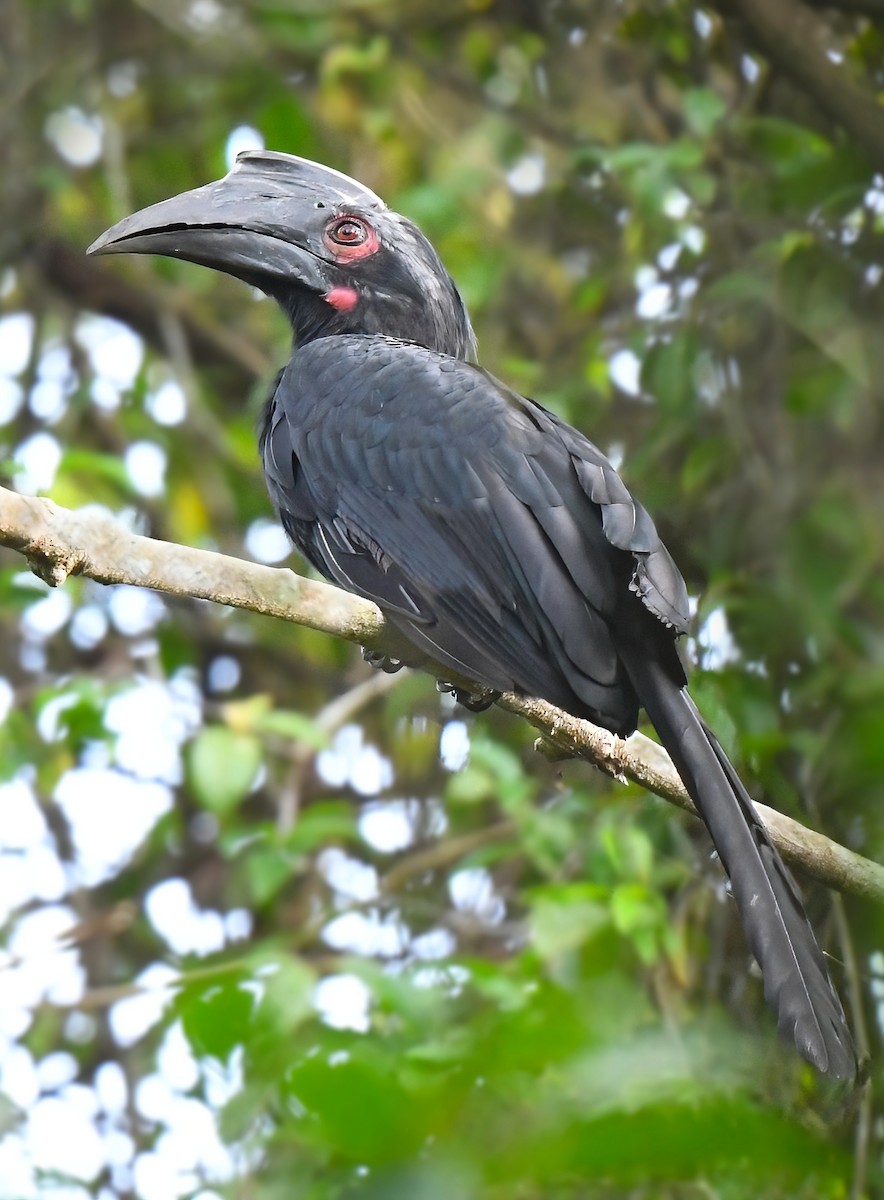 Black Hornbill - norman wu