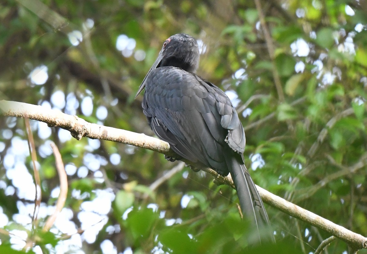 Black Hornbill - norman wu