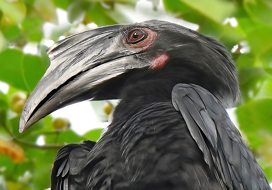 Black Hornbill - norman wu