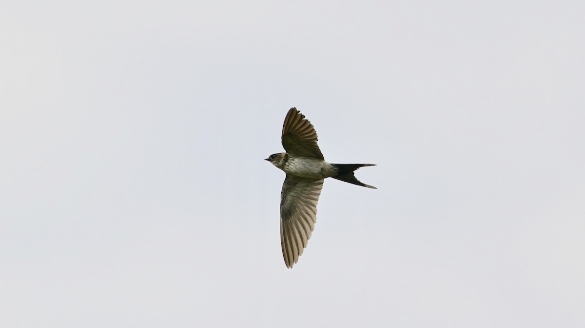Red-rumped Swallow - ML300777211