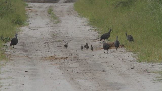 Helmeted Guineafowl - ML300777791