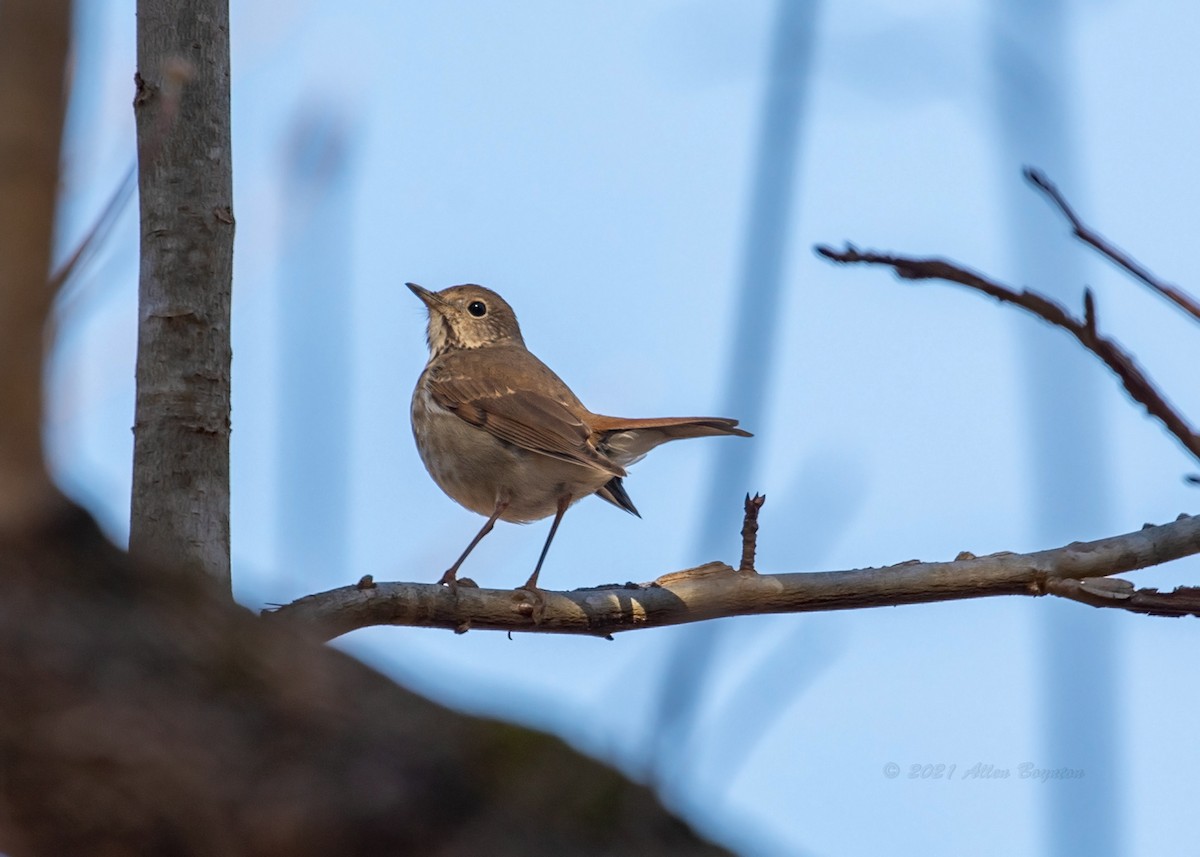 Hermit Thrush - Allen Boynton