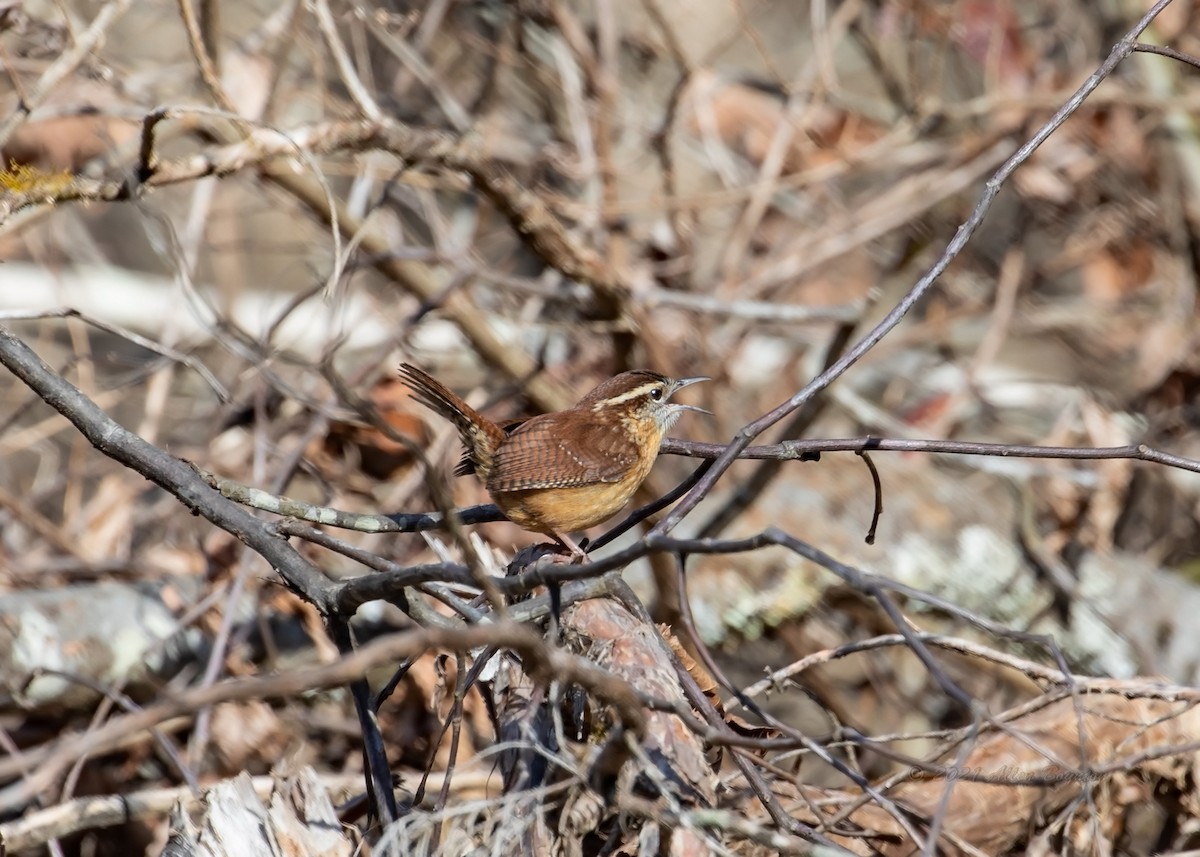 Carolina Wren - ML300780451