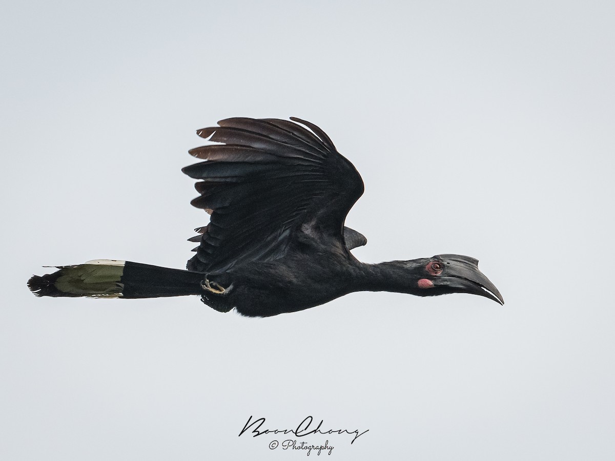 Black Hornbill - ML300780711